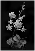 Phalaenopsis pulcherrima. A species orchid (black and white)