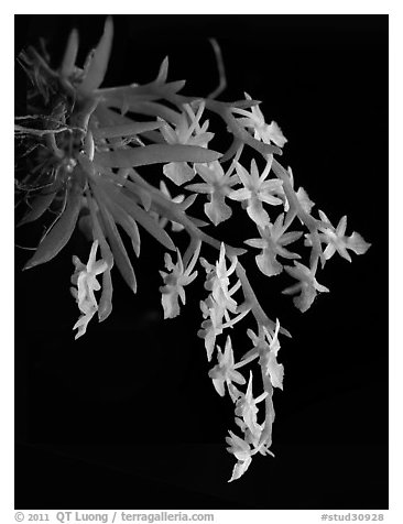 Phymatidium delicatulum. A species orchid (black and white)