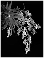 Phymatidium delicatulum. A species orchid (black and white)