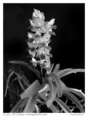 Phynchostylis coelestis. A species orchid (black and white)