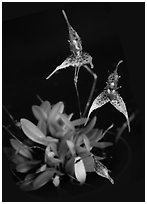 Pleurothallis alata. A species orchid (black and white)
