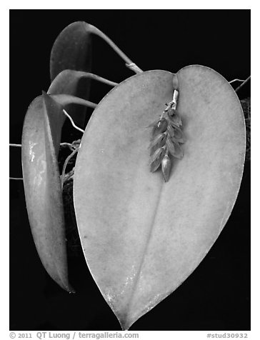 Pleurothallis hamosa. A species orchid (black and white)
