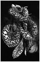 Pleurothallis melanopoda. A species orchid (black and white)