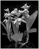 Polystachya zambesiana. A species orchid ( black and white)