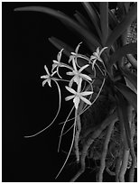 Rangaeris amaniensis. A species orchid (black and white)