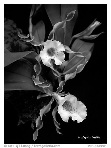 Trichopilia tortilis plant. A species orchid (black and white)
