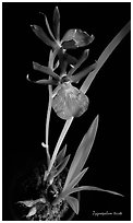 Zygosepalum triste. A species orchid (black and white)