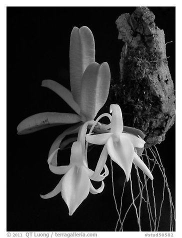 Angraecum equitans. A species orchid (black and white)