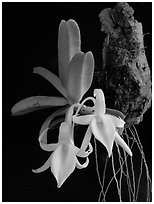 Angraecum equitans. A species orchid ( black and white)