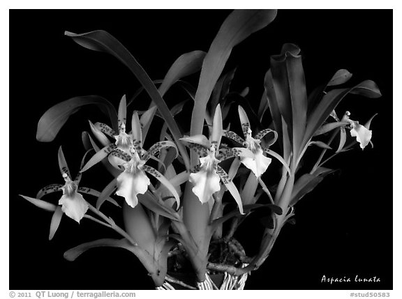 Aspacia lunata. A species orchid (black and white)