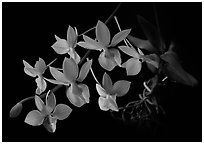 Barkeria melanocaulon. A species orchid (black and white)