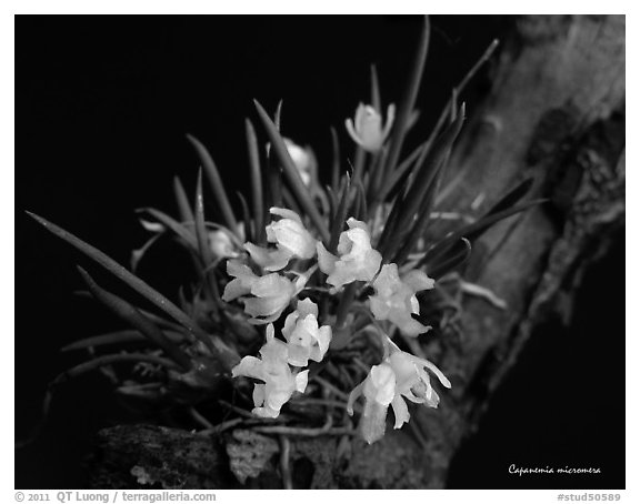 Capanemia micromera. A species orchid (black and white)