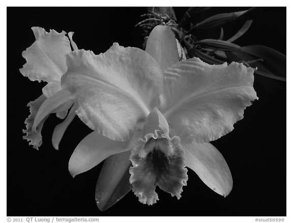 Cattleya percilviana 'Sumit'. A species orchid (black and white)