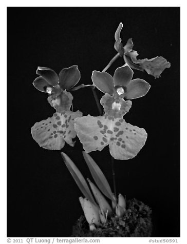Caucaea mimetica. A species orchid (black and white)