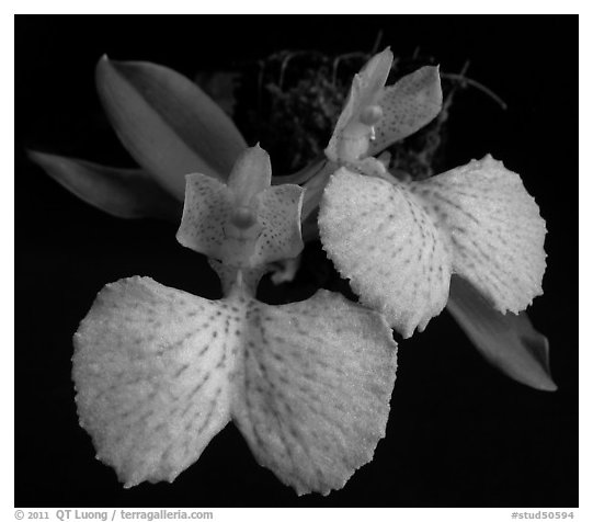 Comparettia macroplectron flower. A species orchid (black and white)