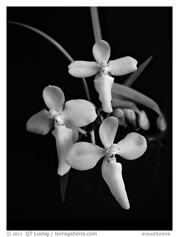 Cuitlauzina (Palumbina) candida. A species orchid (black and white)