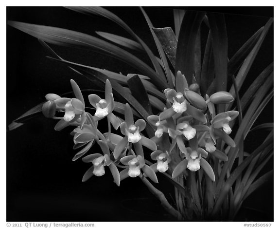 Cymbidium pumilum 'Blush'. A species orchid (black and white)
