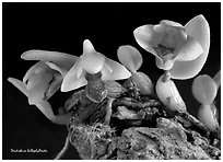 Dendrobium Sayeria atroviolacium v. pygmy. A species orchid (black and white)