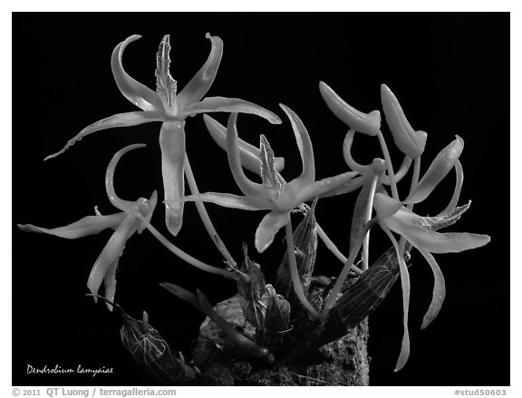 Dendrobium lamyaiae. A species orchid (black and white)