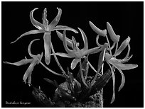 Dendrobium lamyaiae. A species orchid ( black and white)