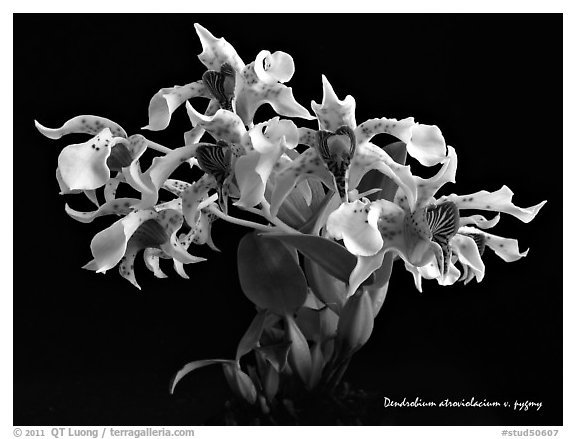 Dendrobium atroviolacicum v. pigmy. A species orchid (black and white)