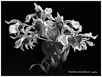 Dendrobium pugioniforme. A species orchid (black and white)
