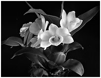 Dendrobium sulcatum. A species orchid (black and white)
