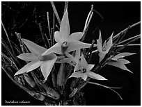 Dendrobium violaceum. A species orchid ( black and white)