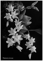 Dickasonia vernicosa. A species orchid ( black and white)