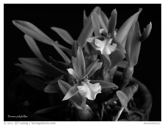 Dinema polybulbon. A species orchid (black and white)