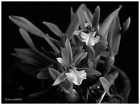 Dinema polybulbon. A species orchid (black and white)
