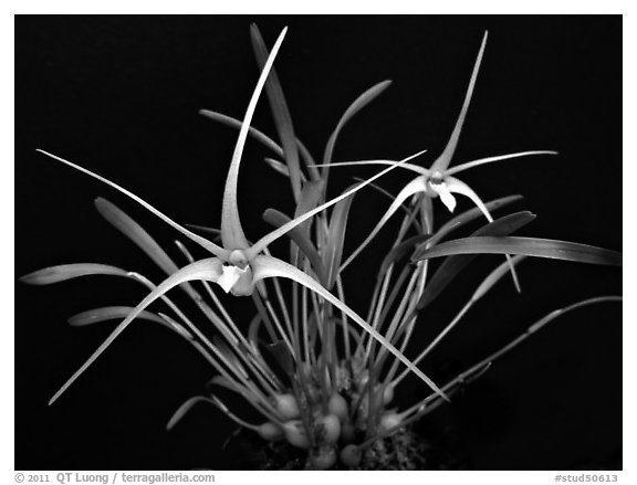 Diplocaulobium tentaculata. A species orchid (black and white)