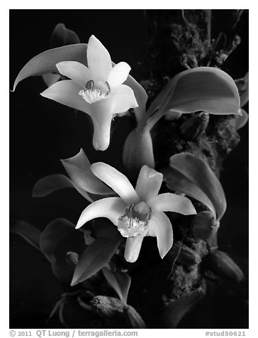 Eria rhombodais. A species orchid (black and white)