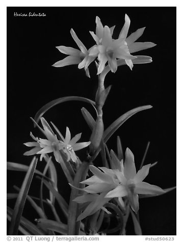 Hexisea bidentata. A species orchid (black and white)