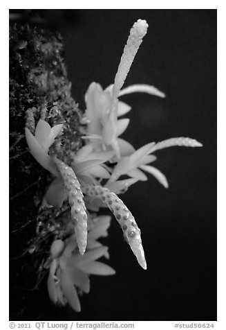 Hippiophyllum wenlandianum. A species orchid (black and white)