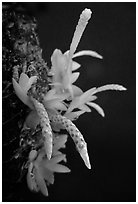 Hippiophyllum wenlandianum. A species orchid ( black and white)