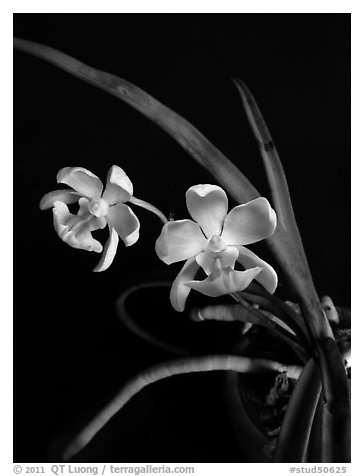 Holcoglossum amesianum. A species orchid (black and white)