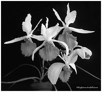 Holcoglossum kimballianum. A species orchid (black and white)