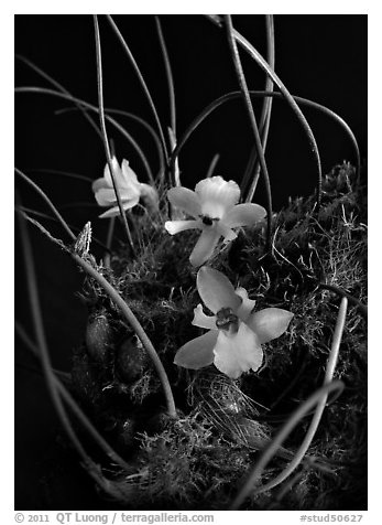 Isabella virginalis. A species orchid (black and white)