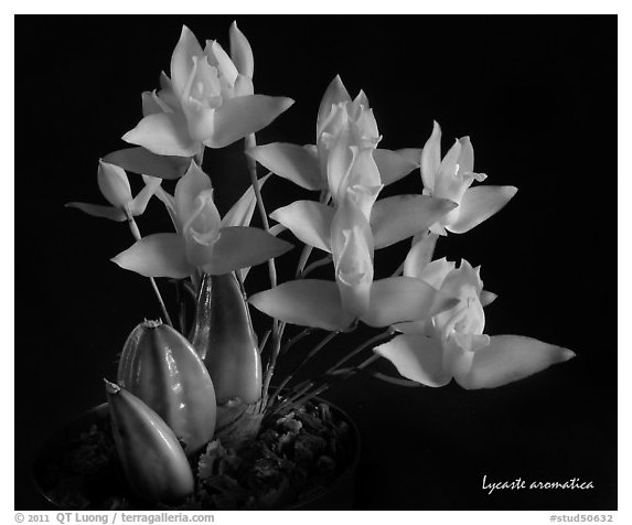 Lycaste aromatica. A species orchid (black and white)