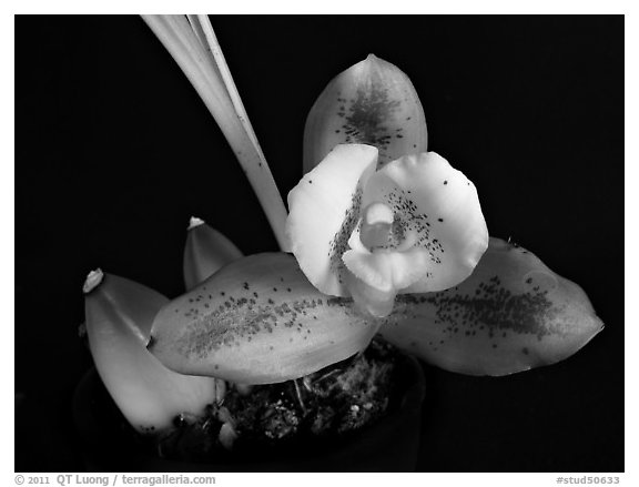 Lycaste macrophylla. A species orchid (black and white)