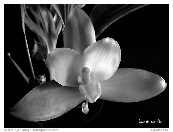 Lycaste occulta. A species orchid (black and white)