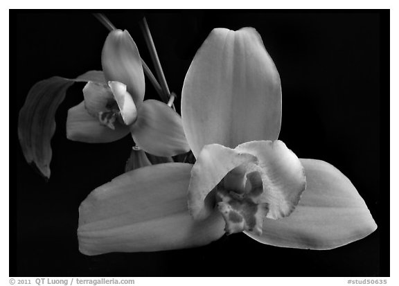 Lycaste skinneri 'Rubrorosea'. A species orchid (black and white)