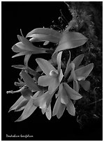 Maccraithea laevifolia. A species orchid (black and white)