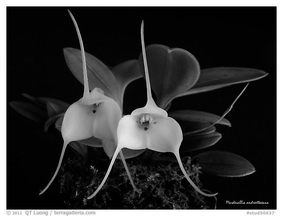 Masdevallia andreettaeana. A species orchid (black and white)