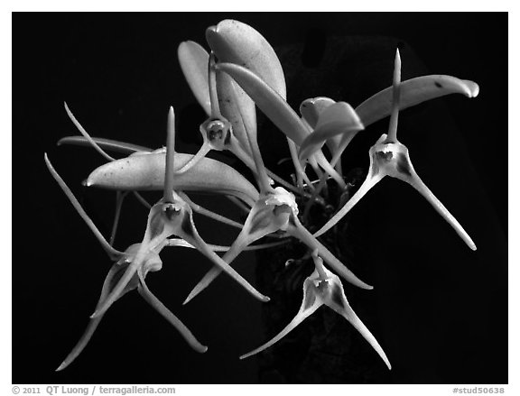 Masdevallia richardsoniana. A species orchid (black and white)