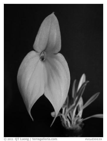 Masdevallia veitchiana. A species orchid (black and white)