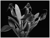 Masdevallia ventricularia. A species orchid (black and white)