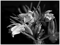 Maxillaria minuta. A species orchid (black and white)