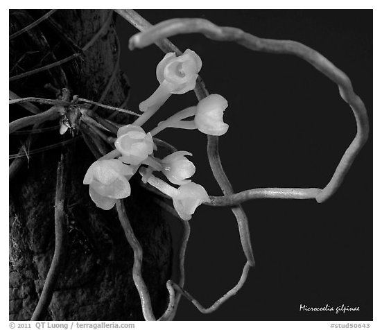 Microcoelia gilpinae. A species orchid (black and white)